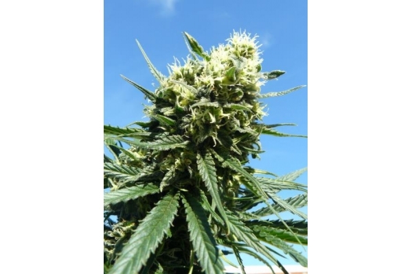 Northern Light (Royal Queen Seeds) Feminiserede