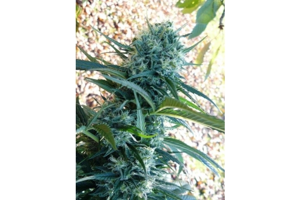 Northern Light (Royal Queen Seeds) Feminiserede