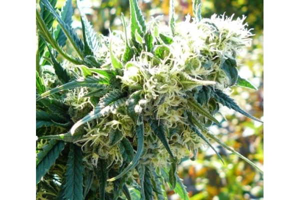 Northern Light (Royal Queen Seeds) Feminiserede