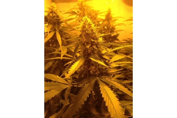 Northern Light (Royal Queen Seeds) Feminiserede Northern Light (Royal Queen Seeds) Feminiserede