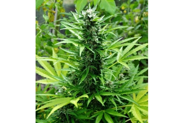 Northern Light (Royal Queen Seeds) Feminiserede Northern Light (Royal Queen Seeds) Feminiserede