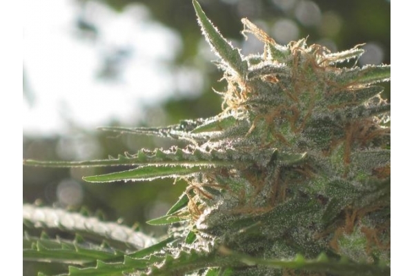 Northern Light (Royal Queen Seeds) Feminiserede Northern Light (Royal Queen Seeds) Feminiserede