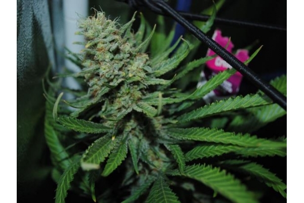 Critical (Royal Queen Seeds) Feminiserede