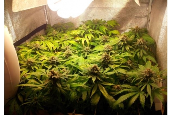 Critical (Royal Queen Seeds) Feminiserede