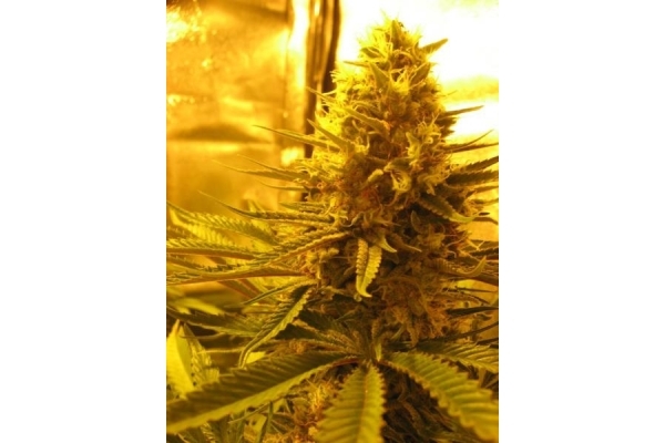 Critical (Royal Queen Seeds) Feminiserede