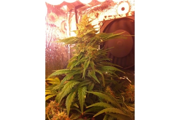Critical (Royal Queen Seeds) Feminiserede Critical (Royal Queen Seeds) Feminiserede