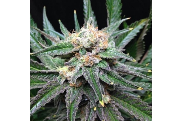 Critical (Royal Queen Seeds) Feminiserede Critical (Royal Queen Seeds) Feminiserede