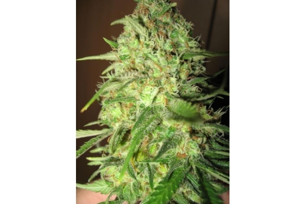 Critical (Royal Queen Seeds) Feminiserede