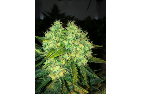 Critical (Royal Queen Seeds) Feminiserede Critical (Royal Queen Seeds) Feminiserede