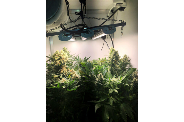 Critical (Royal Queen Seeds) Feminiserede Critical (Royal Queen Seeds) Feminiserede