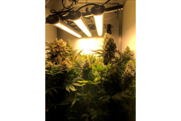 Critical (Royal Queen Seeds) Feminiserede Critical (Royal Queen Seeds) Feminiserede
