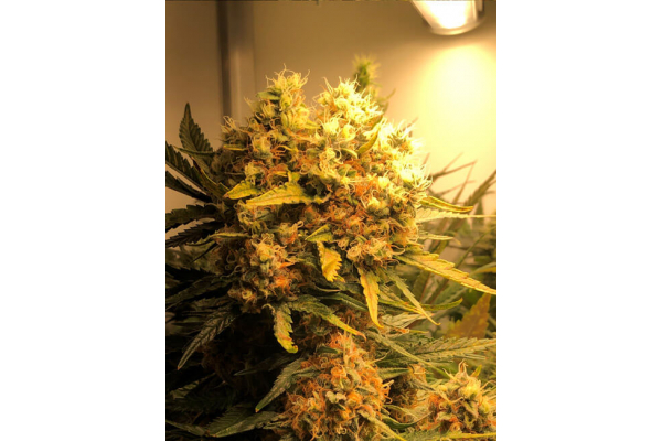 Critical (Royal Queen Seeds) Feminiserede Critical (Royal Queen Seeds) Feminiserede