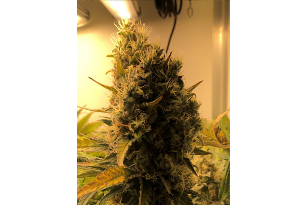 Critical (Royal Queen Seeds) Feminiserede Critical (Royal Queen Seeds) Feminiserede