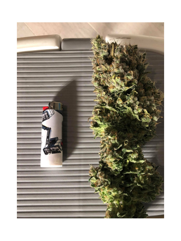 Critical (Royal Queen Seeds) Feminiserede Critical (Royal Queen Seeds) Feminiserede
