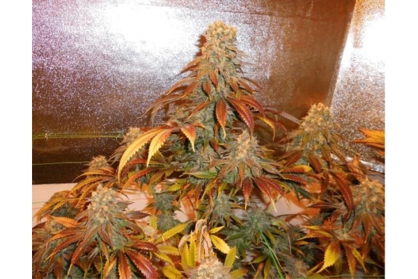 Royal Moby (Royal Queen Seeds) Feminiserede Royal Moby (Royal Queen Seeds) Feminiserede