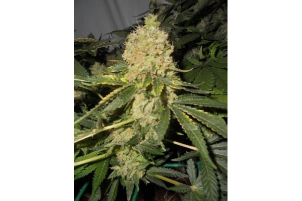 Royal Moby (Royal Queen Seeds) Feminiserede
