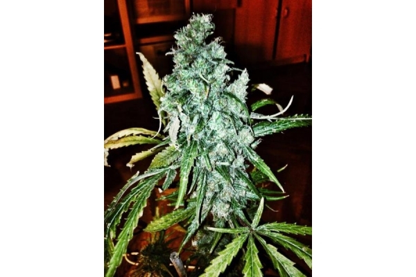 Royal Moby (Royal Queen Seeds) Feminiserede Royal Moby (Royal Queen Seeds) Feminiserede