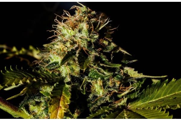 Royal Moby (Royal Queen Seeds) Feminiserede