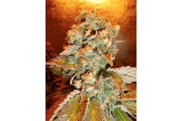 Royal Moby (Royal Queen Seeds) Feminiserede Royal Moby (Royal Queen Seeds) Feminiserede