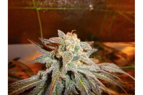 Royal Moby (Royal Queen Seeds) Feminiserede Royal Moby (Royal Queen Seeds) Feminiserede