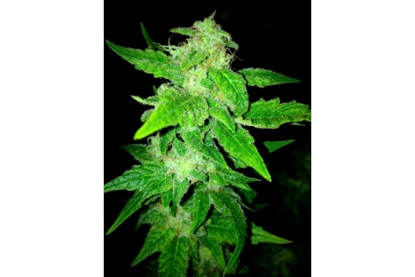 OG Kush (Royal Queen Seeds) Feminiserede OG Kush (Royal Queen Seeds) Feminiserede
