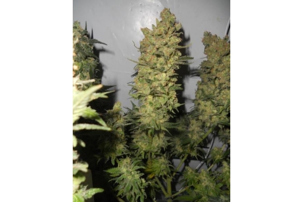 OG Kush (Royal Queen Seeds) Feminiserede OG Kush (Royal Queen Seeds) Feminiserede
