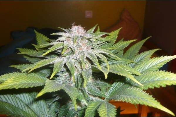 OG Kush (Royal Queen Seeds) Feminiserede OG Kush (Royal Queen Seeds) Feminiserede
