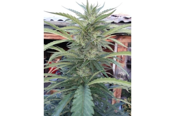 OG Kush (Royal Queen Seeds) Feminiserede OG Kush (Royal Queen Seeds) Feminiserede