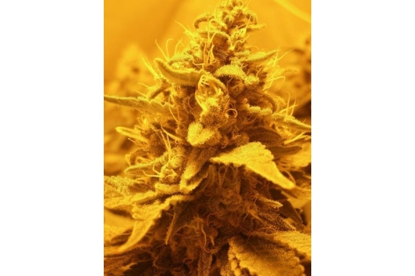 OG Kush (Royal Queen Seeds) Feminiserede OG Kush (Royal Queen Seeds) Feminiserede