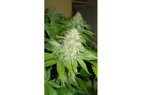 OG Kush (Royal Queen Seeds) Feminiserede