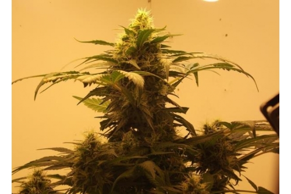 Royal Dwarf Autoflower (Royal Queen Seeds) Feminiserede