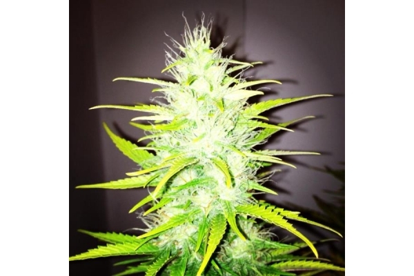 Royal Dwarf Autoflower (Royal Queen Seeds) Feminiserede