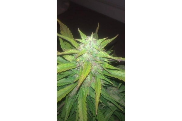 Royal Dwarf Autoflower (Royal Queen Seeds) Feminiserede