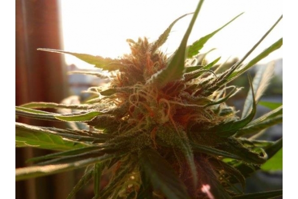 Royal Dwarf Autoflower (Royal Queen Seeds) Feminiserede