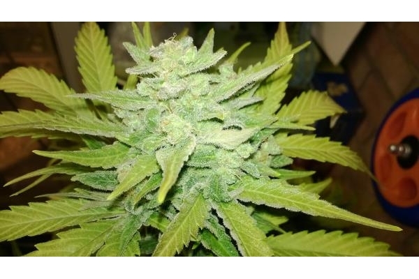 Royal Dwarf Autoflower (Royal Queen Seeds) Feminiserede