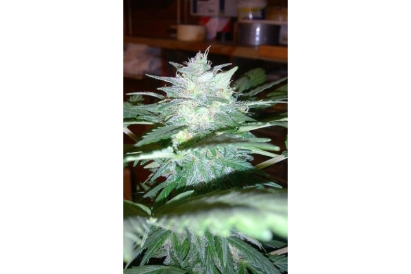 Royal Dwarf Autoflower (Royal Queen Seeds) Feminiserede
