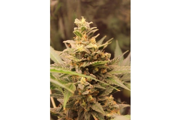 Easy Bud Autoflower (Royal Queen Seeds) Feminiserede Easy Bud Autoflower (Royal Queen Seeds) Feminiserede