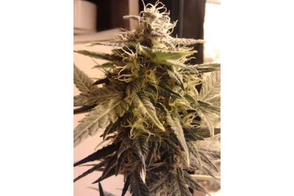Easy Bud Autoflower (Royal Queen Seeds) Feminiserede Easy Bud Autoflower (Royal Queen Seeds) Feminiserede