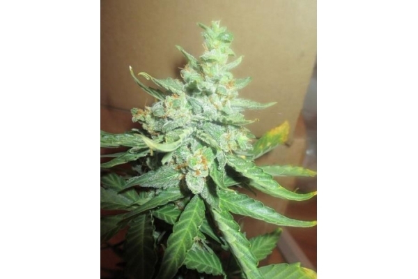 Easy Bud Autoflower (Royal Queen Seeds) Feminiserede