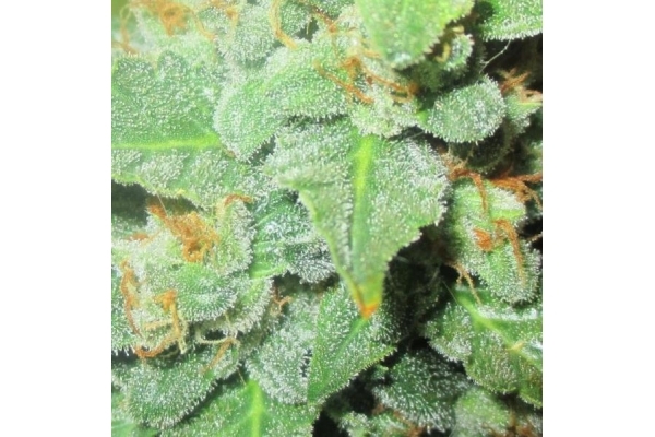 Easy Bud Autoflower (Royal Queen Seeds) Feminiserede