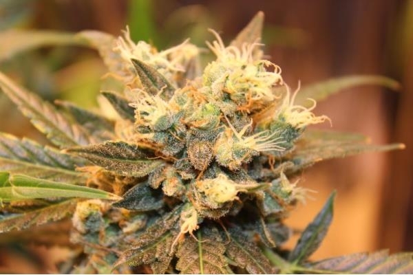 Easy Bud Autoflower (Royal Queen Seeds) Feminiserede Easy Bud Autoflower (Royal Queen Seeds) Feminiserede