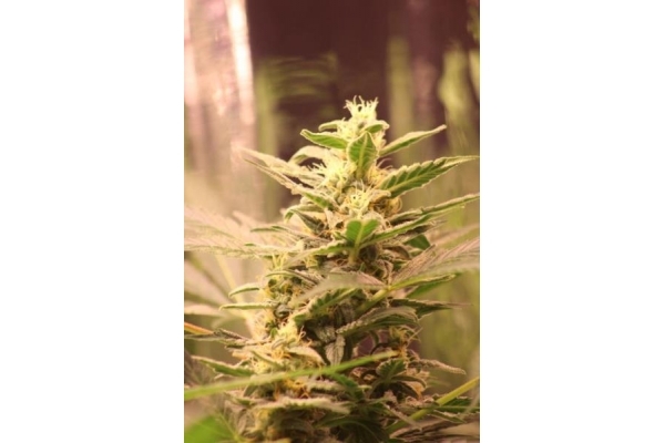 Easy Bud Autoflower (Royal Queen Seeds) Feminiserede Easy Bud Autoflower (Royal Queen Seeds) Feminiserede