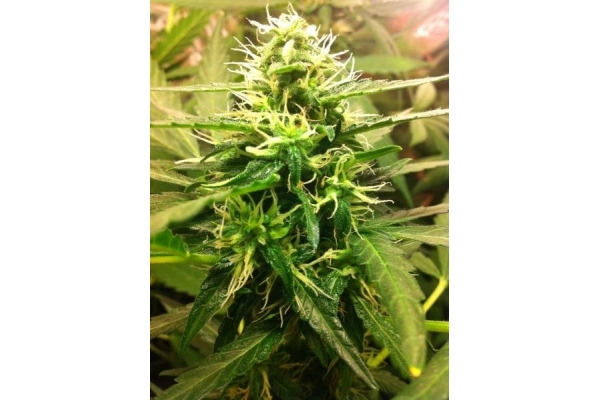 Quick One Autoflower (Royal Queen Seeds) Feminiserede Quick One Autoflower (Royal Queen Seeds) Feminiserede