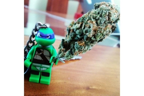 Quick One Autoflower (Royal Queen Seeds) Feminiserede Quick One Autoflower (Royal Queen Seeds) Feminiserede