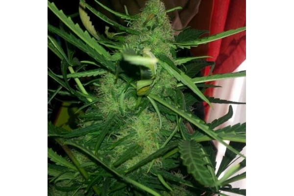 Royal Critical Autoflower (Royal Queen Seeds) Feminiserede