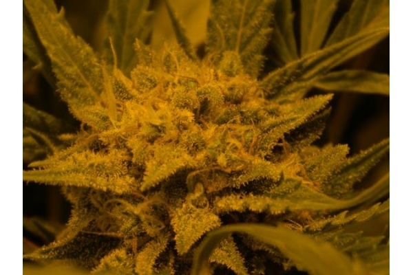 Royal Critical Autoflower (Royal Queen Seeds) Feminiserede