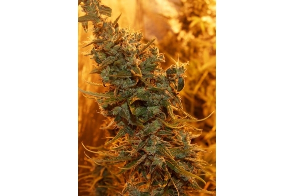 Royal Critical Autoflower (Royal Queen Seeds) Feminiserede