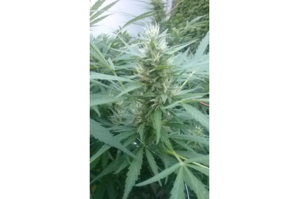 Royal Critical Autoflower (Royal Queen Seeds) Feminiserede