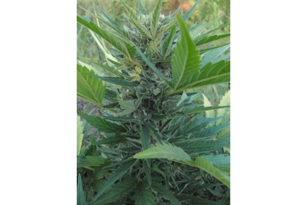 Royal Critical Autoflower (Royal Queen Seeds) Feminiserede