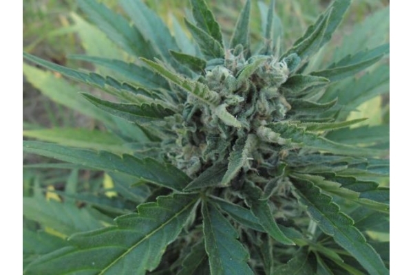 Royal Critical Autoflower (Royal Queen Seeds) Feminiserede